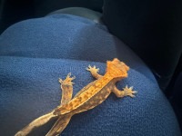 Gecko to rehome 