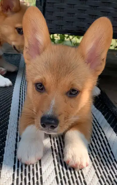 Corgi puppy, View more