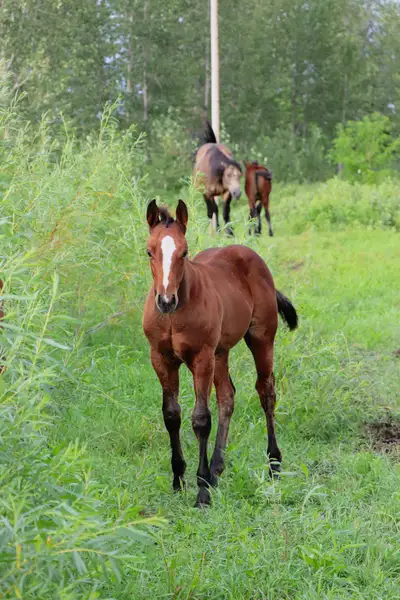 Two 2026 AQHA X fillies , View more