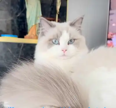 Hi everyone, We have a blue bicolour male with show markings available. Our famous Teddy that we kep...