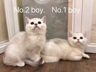 silver shaded British shorthair kittens, View more