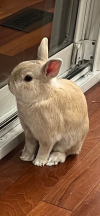 Rabbit For Rehoming