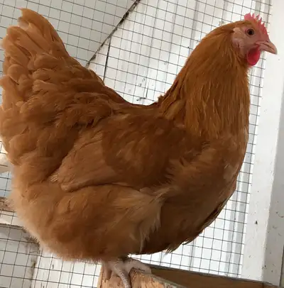 Poussins de poule Orpington Buff à vendre, View more