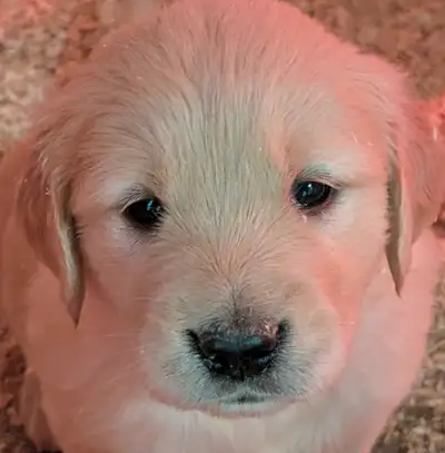Golden Retriever puppies raised with love on the farm, View more