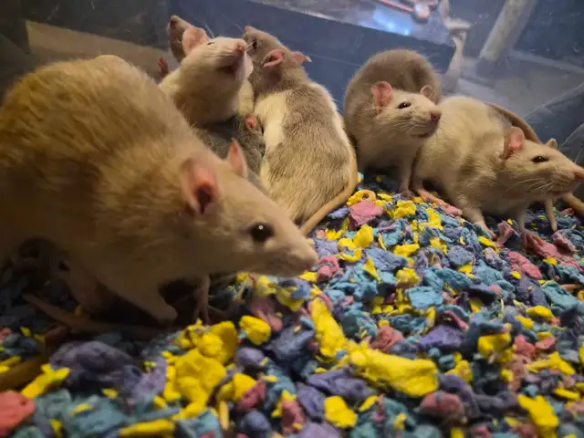 cuddly baby rats need furrever homes!! in Small Animals for Rehoming in Oshawa / Durham Region - Image 5