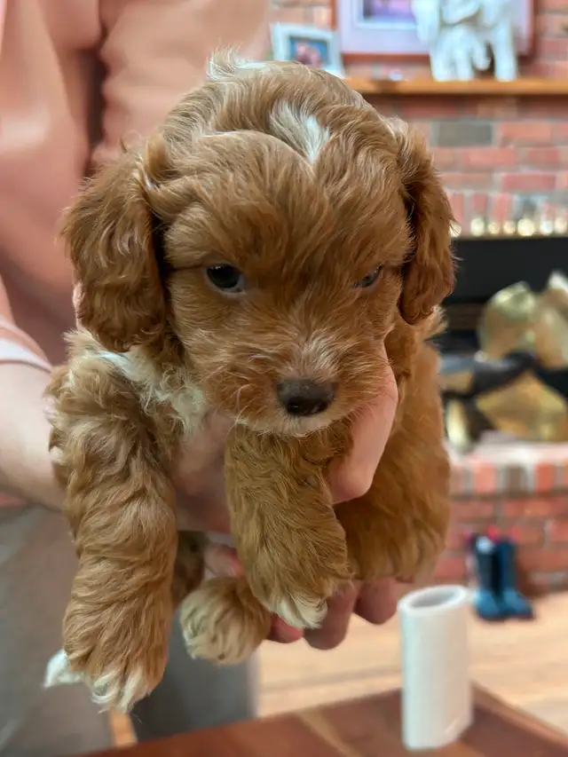 Beautiful Cavapoo Puppies in Dogs & Puppies for Rehoming in Markham / York Region - Image 5