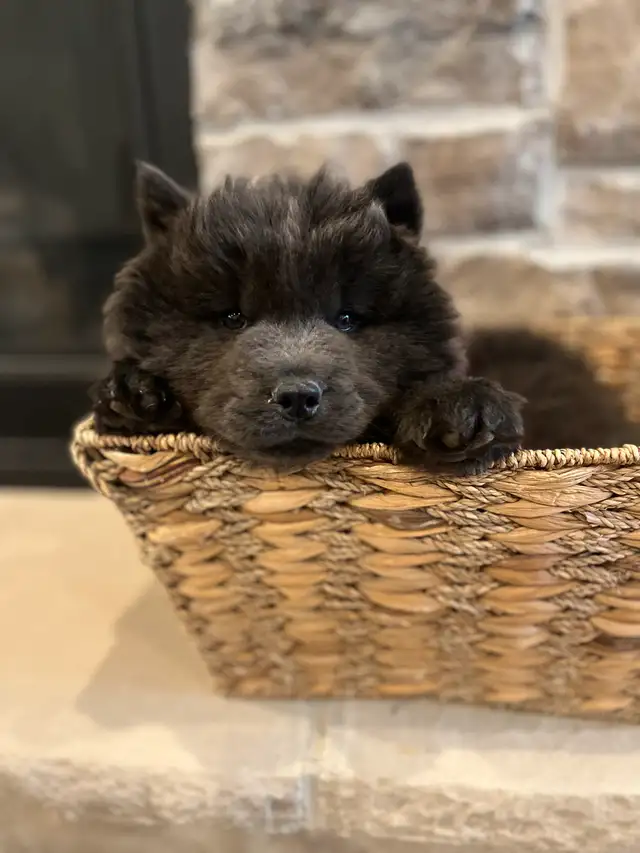 all sold -Adorable Chow Chow puppies ready to go! in Dogs & Puppies for Rehoming in City of Toronto - Image 3