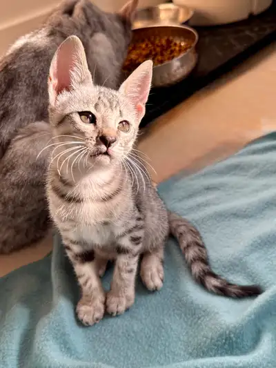 Chatons Savannah SBT silver spotted pure race aux longues oreilles et grandes pattes se cherchent un...