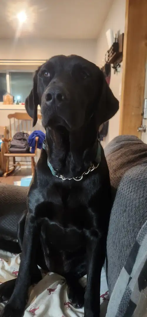 Remi is a great family dog, she loves children as well as other dogs unfortunately our yard is not b...