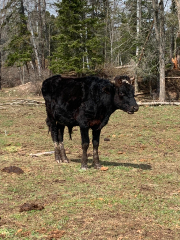 Longhorn cattle in Livestock in Sault Ste. Marie - Image 3