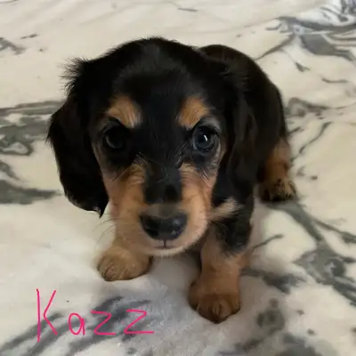 CKC Registered Miniature Long Hair Dachshund Puppies, View more