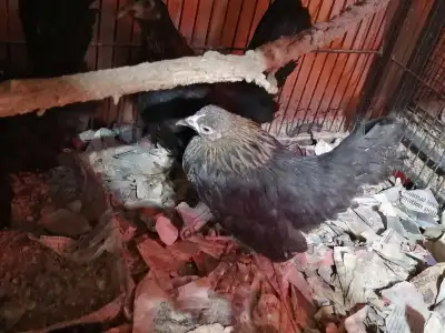 amateur de petites poules?, View more