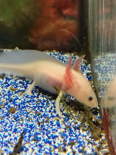 We have some young baby axolotls just a few months old they are both leucistics very healthy doing g...