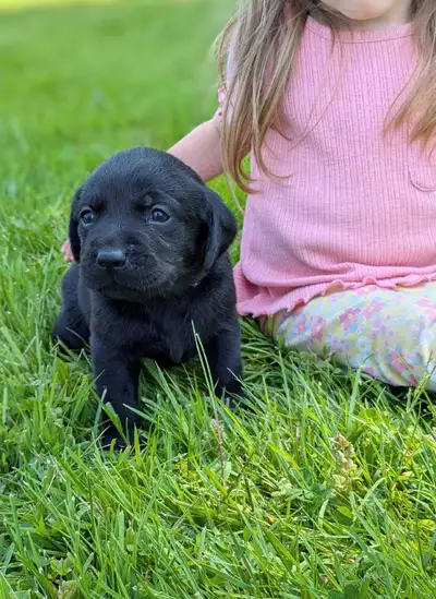 Gorgeous litter of purebred Black Labrador Retriever puppies. Multiple males and females available....