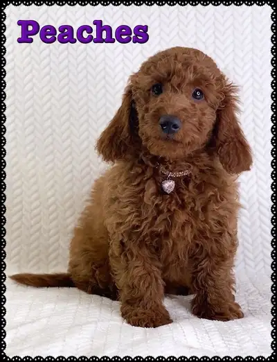 Mini-GoldenDoodle F1b Puppies, View more