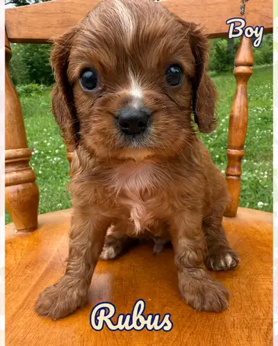 Cavalier King Charles puppy ❤️, View more