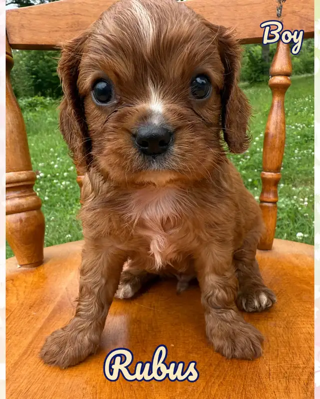 Cavalier King Charles puppy ❤️ in Dogs & Puppies for Rehoming in Ottawa - Image 6