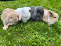Purebred Holland Lop Baby Bunnies