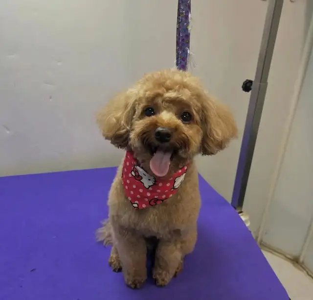 Mobile Dog Grooming in Animal & Pet Services in Calgary - Image 5