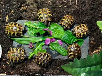 Hermann Tortoise Hatchlings, View more