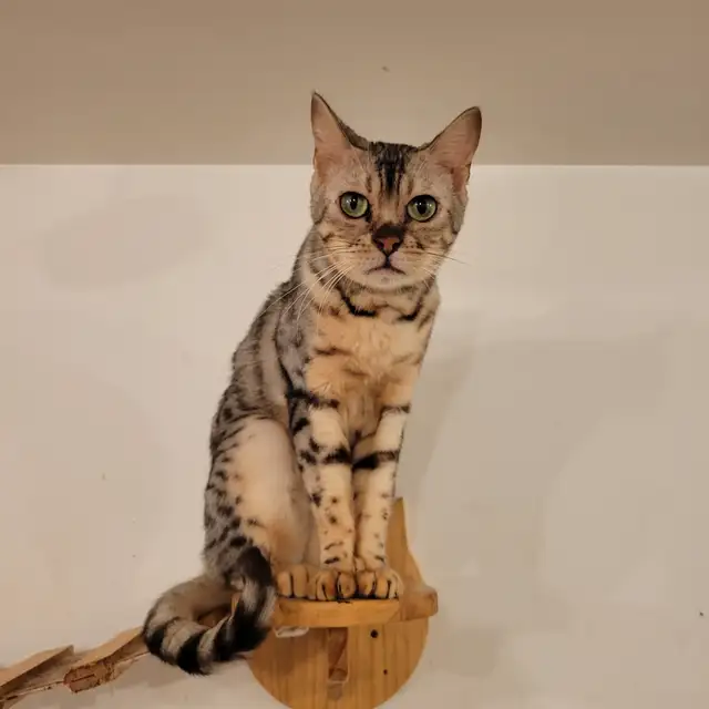 Femelle bengal in Cats & Kittens for Rehoming in Laval / North Shore - Image 6