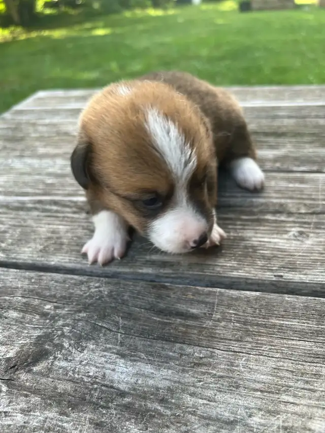Pembroke Welsh Corgi puppies in Dogs & Puppies for Rehoming in St. Catharines - Image 8