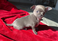 1 very tiny lavender chihuahua puppy left