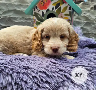 Cockapoo Puppies , View more