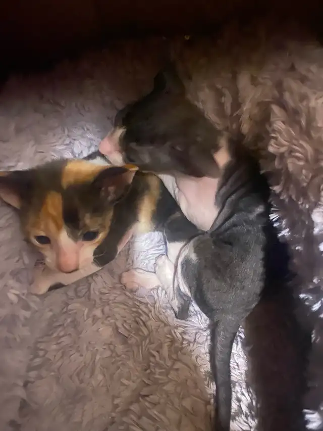 Cornish Rex Kittens in Cats & Kittens for Rehoming in Cape Breton - Image 8