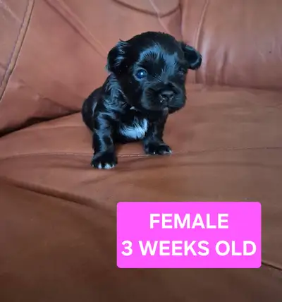 Puppies for sale, View more