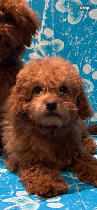  Dark red toy poodle available immediately to go home
