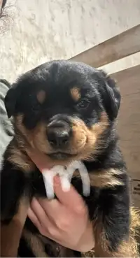 5 left! Purebred Rottweiler Puppies for Sale 