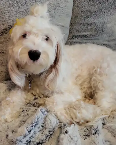 Cockapoo, View more