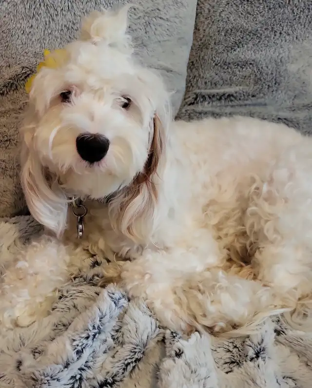 Cockapoo in Dogs & Puppies for Rehoming in Brantford - Image 2