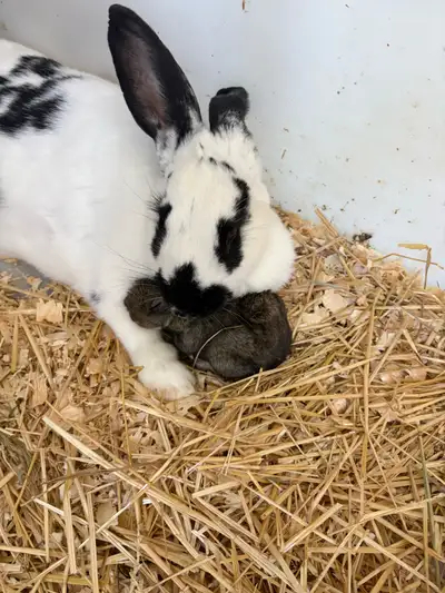 baby bunnies, View more