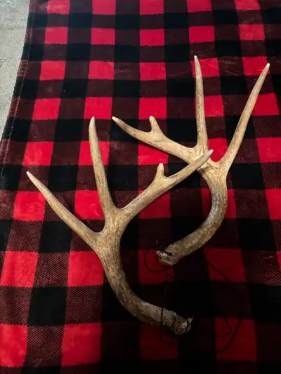 PLEASE CHECK OUT MY OTHER ADS Pick Up IN Pineridge Area Synthetic Rattling Antlers Excellent, like N...