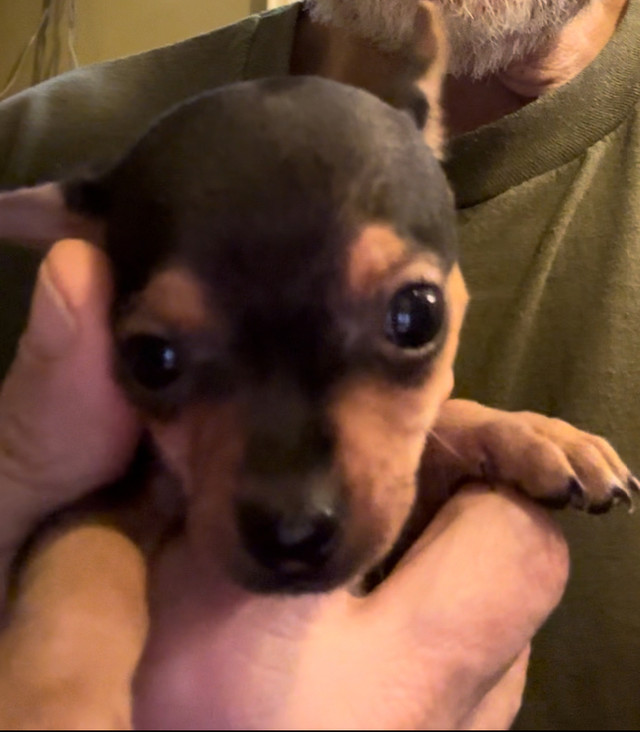 Adorable dear head chihuahua in Dogs & Puppies for Rehoming in Ottawa - Image 2