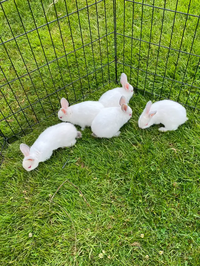Baby Rex/Californian Rabbits in Small Animals for Rehoming in Moncton - Image 7