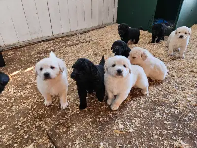 Labrador Retriever x Maremma Puppies, View more