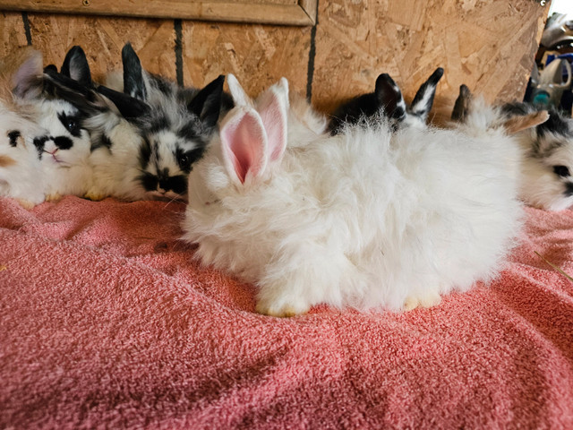 10 Angora lop x rabbits. Ready to go in Small Animals for Rehoming in Belleville - Image 3