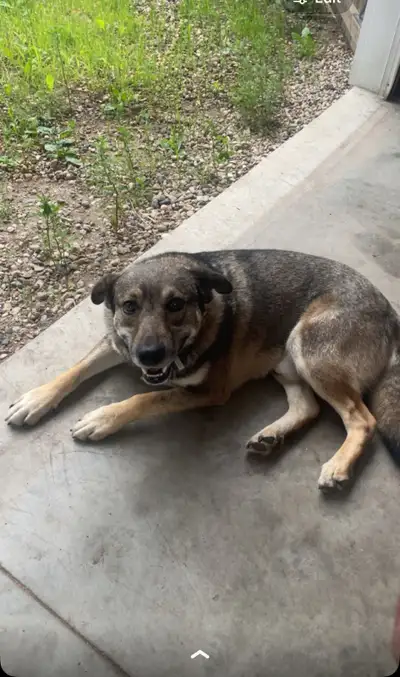 Super nice boy needs a good home, View more