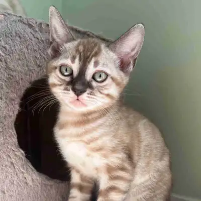 chaton bengal femelle, View more