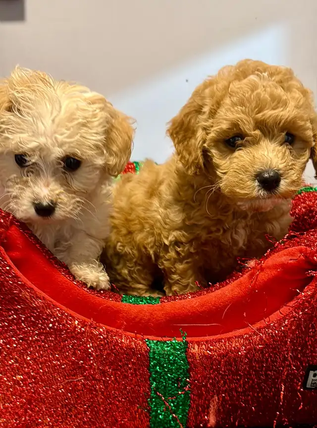 Havashan puppy in Dogs & Puppies for Rehoming in Abbotsford - Image 4