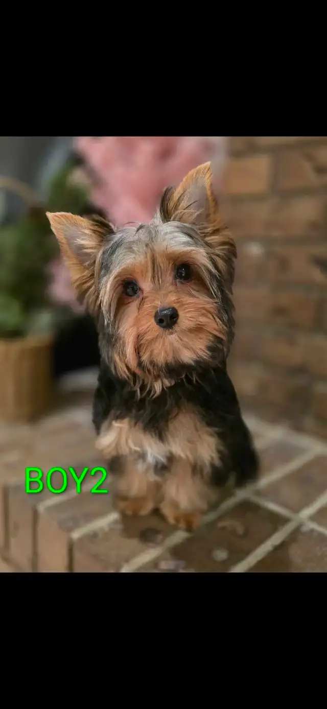  Pure Breed Yorkie  boy in Cats & Kittens for Rehoming in Edmonton - Image 5
