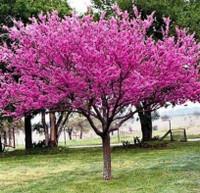 Eastern Redbud tree in one gallon pot. 4 ft. tall. Native 
