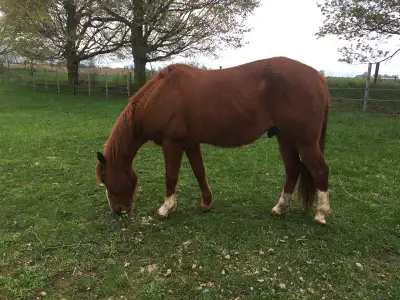 Horse board for one or more horses. Indoor or outdoor. Daily feeding of supplements. Outdoor shelter...