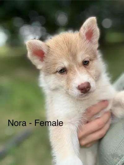 Pomsky Puppies - Ready for Homes July 18th, View more