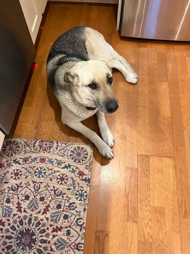 9 Year Old German Sheppard in Dogs & Puppies for Rehoming in Kitchener / Waterloo - Image 2