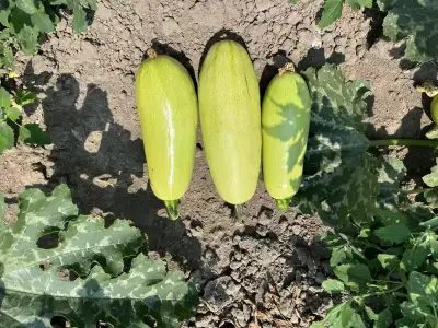 Our summer zucchinis are thriving and waiting for you! Whether you're cooking up a stir-fry, grillin...