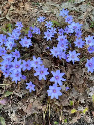 Hepatica & Clematis - Perennial - Hardy, View more